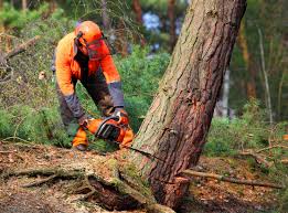 Point Clear, AL Tree Services Company